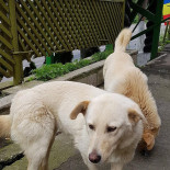 Cabana Cerbu Extérieur