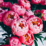 Arena Leilor Minuman