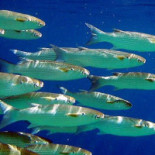 Terasa Rustic Boisson