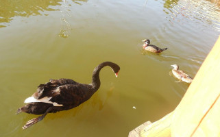 Restaurant Keops Boisson