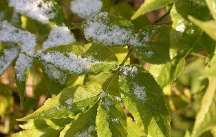 Complex Doi Taurasi Bebida