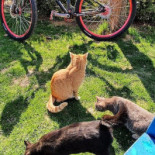 Pizza Iris Extérieur