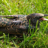 Venezzia Cafe Boisson