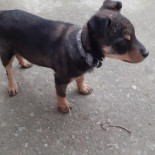 Holiday Chef Adrian Boisson