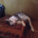 Ambiental Events Carta