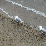 Petit Château Boisson