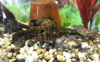 Casa Bucătarului Nourriture