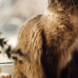 Pizza Noastra Bebida