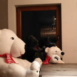 Business Caffe Bebida