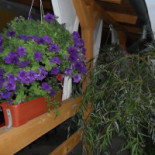 Terasa Gigi Extérieur