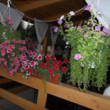 Terasa Gigi Extérieur