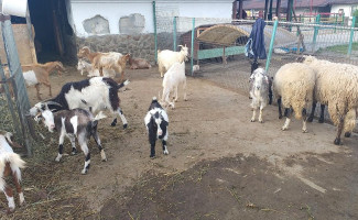 Ferma Cocosu Rosu Extérieur