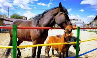 Ferma Cocosu Rosu Boisson