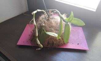 Cocoșul De Aur Deva Boisson