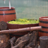 Hanul Aniței Bebida