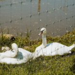 Domeniul Dracula Daneș Bebida