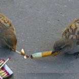 Facefood Romania Bebida