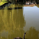 Peștișorul De Aur Extérieur