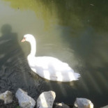 Peștișorul De Aur Boisson