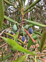 Il Classico Timisoara Bebida