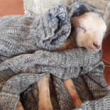 Tepte Steak House Boisson