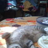 Astor À l'intérieur