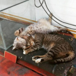 Terasa Berry Boisson