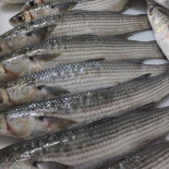 Mare Nera Seafood Boisson