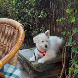 Daniel Berar Boisson