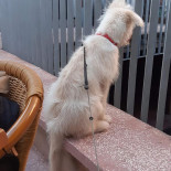 Daniel Berar Boisson