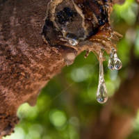 Delicatese Florescu Boisson