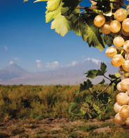Delicatese Florescu Boisson