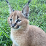 Casa Taraneasca Bebida