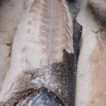 Ema Del Mar Arad Boisson