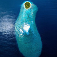 Don Corleone Boisson