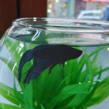 Tzunami Caffe Bebida