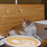 Oma Coffee Shop Mâncare