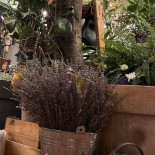 Bacania Veche Romana Delicatese Gradina În interior