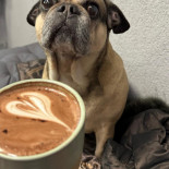 Cup.coffee Băutură