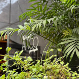 Arco Italian Boisson