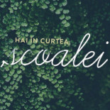 Curtea Scoalei Băutură