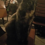 Zeppelin Pub À l'intérieur