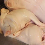 La Vita E Velo Boisson