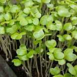 Chef's Microplants Băutură