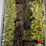 Chef's Microplants Băutură