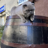 Crama La Sorinescu Băutură