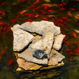 Berăria Park Boisson