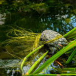 Berăria Park Boisson