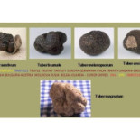 Tartufi Trufe Traffel Tartufo Vendo Romania 004-0721339995 Meniu