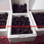 Tartufi Trufe Traffel Tartufo Vendo Romania 004-0721339995 Mâncare